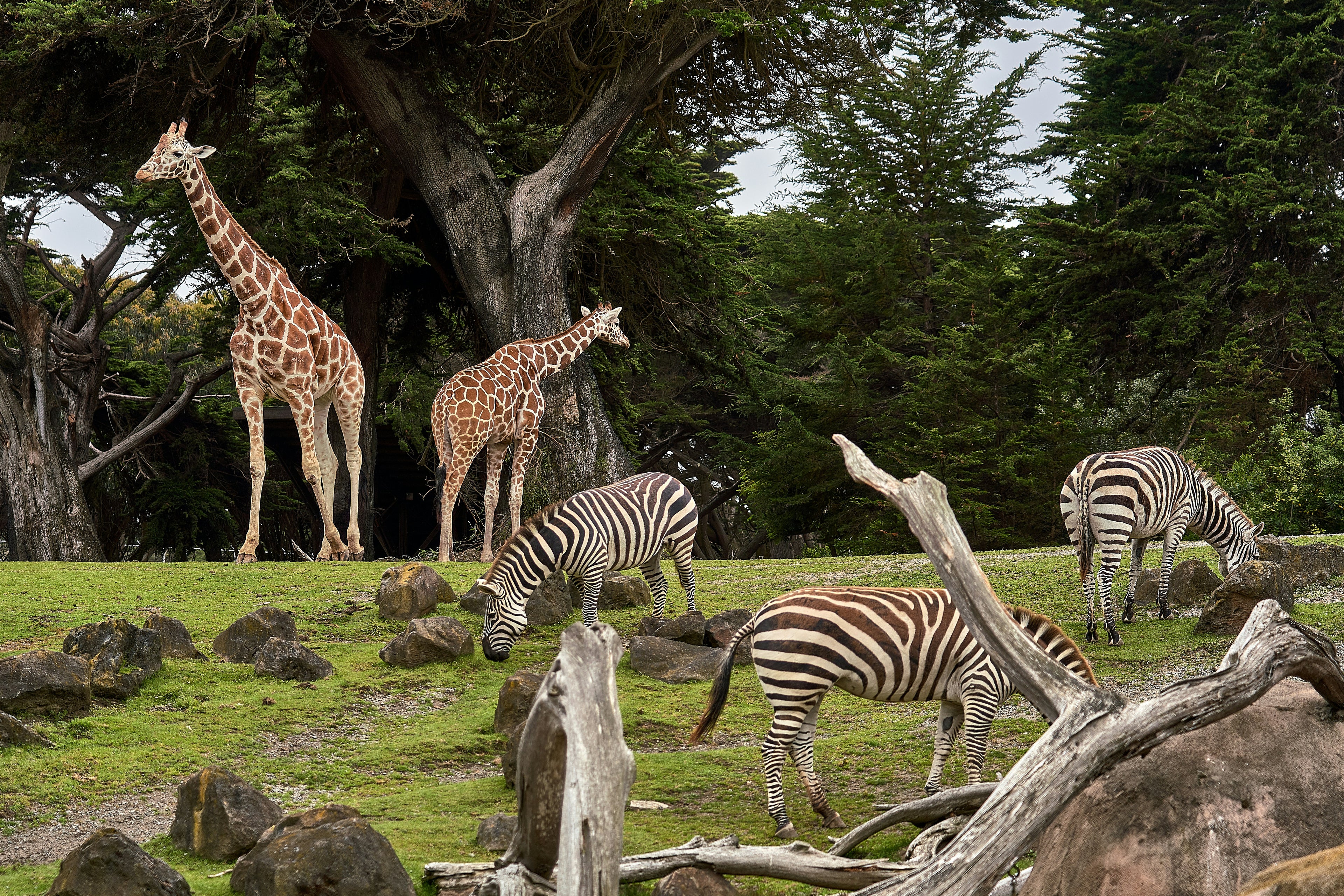 Attractions - Zoo